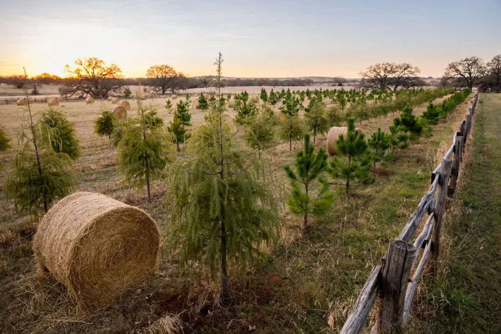 Christmas Tree Farms Near San Antonio 2026: Where to Cut Your Own Tree in South Texas