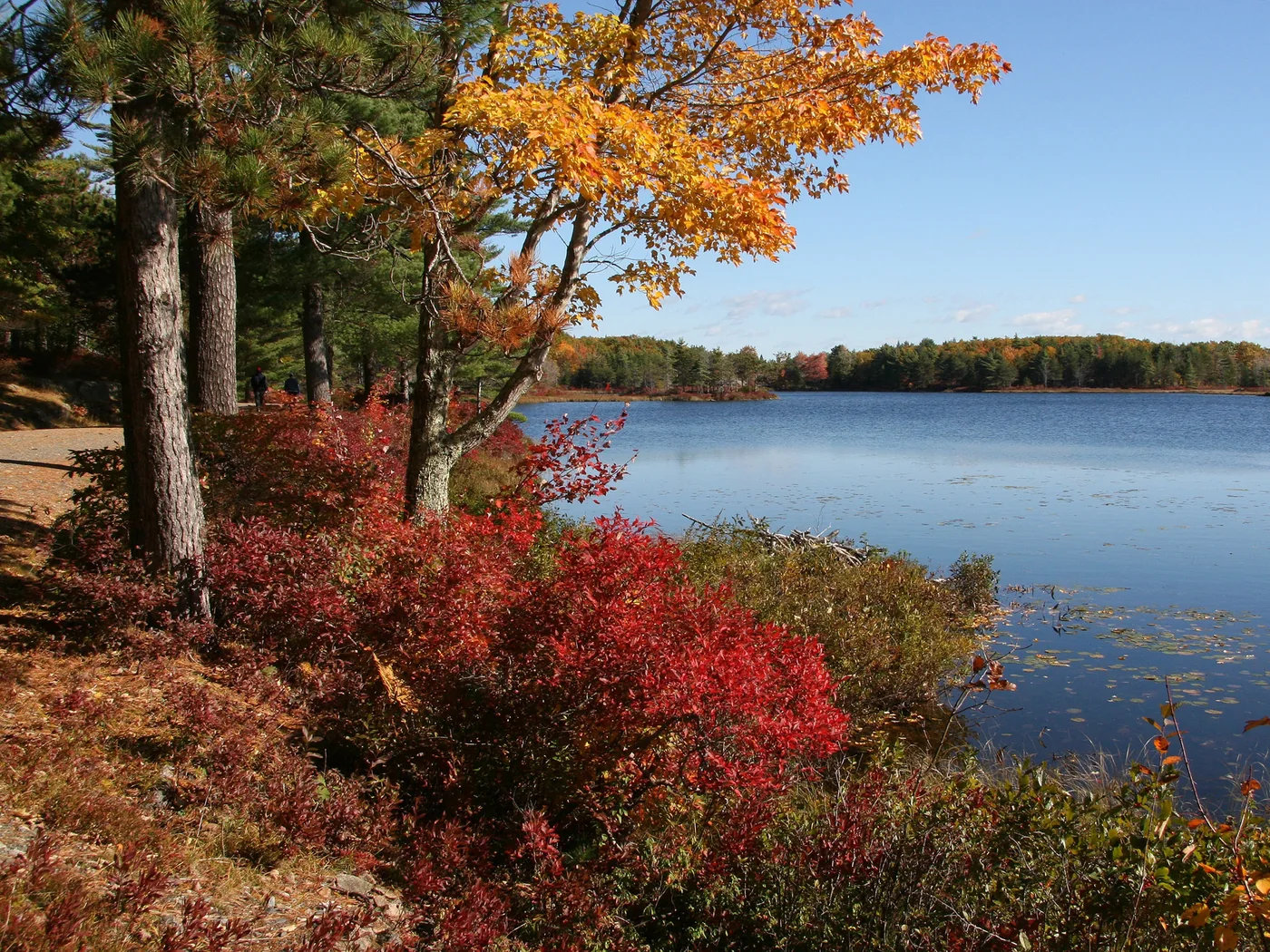 Orange and red autumn foliage along a lakeshore in Acadia National Park