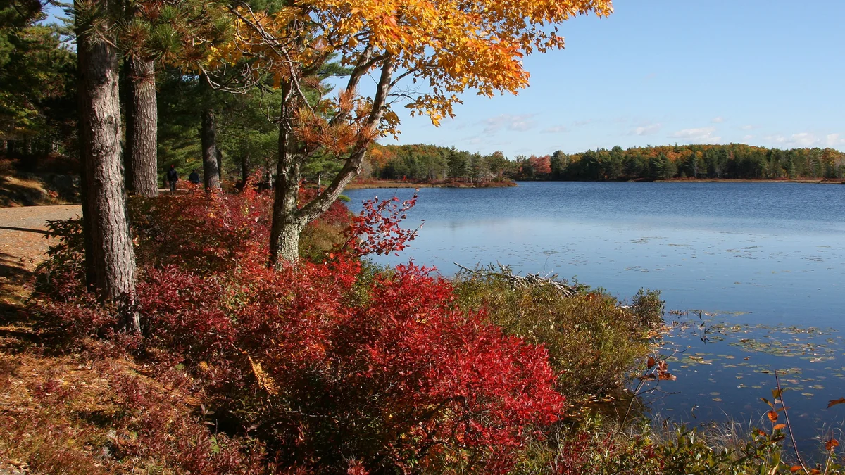 Orange and red autumn foliage along a lakeshore in Acadia National Park