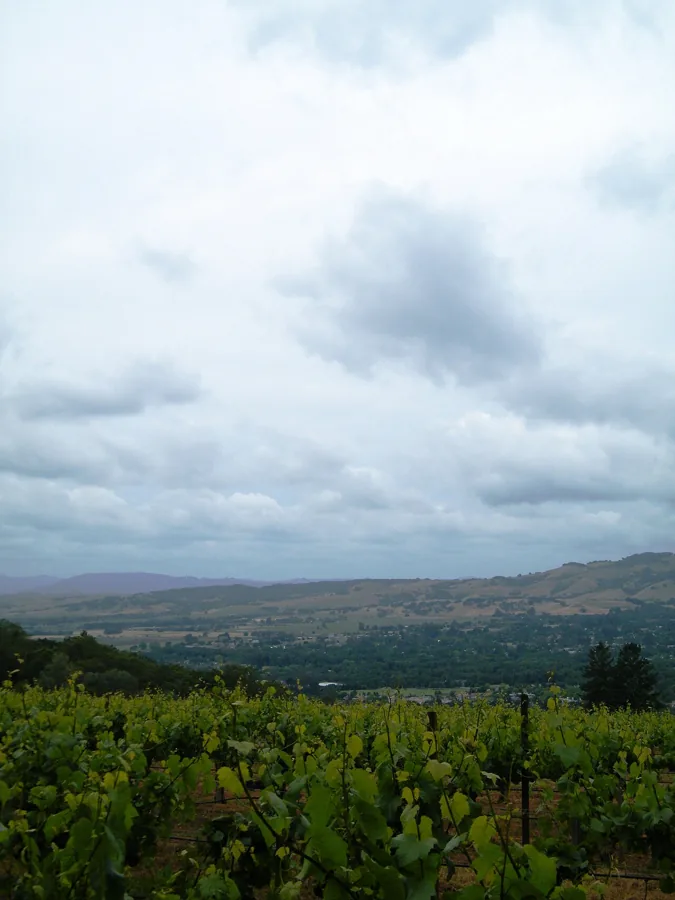 Vineyards and rolling hills of Sonoma Valley beneath clouds