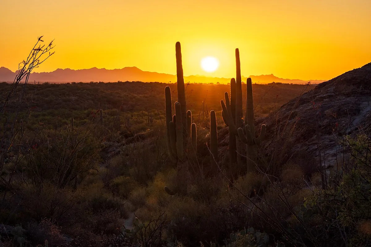 Saguaro cacti silhouetted against a desert sunset near Tucson