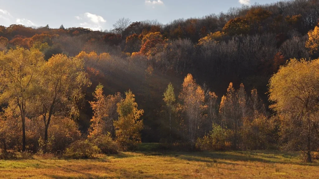 Autumn trees beside Hickory Ridge Road in Putney, Vermont