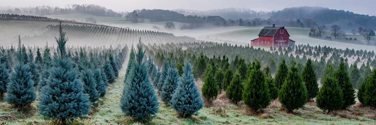 Christmas Tree Farms Near Birmingham 2026: 9 Great Choose-and-Cut Spots 1 Christmas Tree Farms Near Birmingham 2026: 9 Great Choose-and-Cut Spots