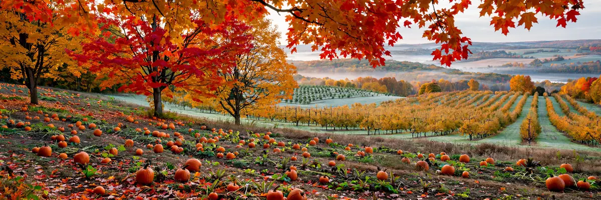 Pumpkin Patches Near Rochester 2026: Best Farms & Fall Harvest Fun in Upstate NY 1 Pumpkin Patches Near Rochester 2026: Best Farms & Fall Harvest Fun in Upstate NY
