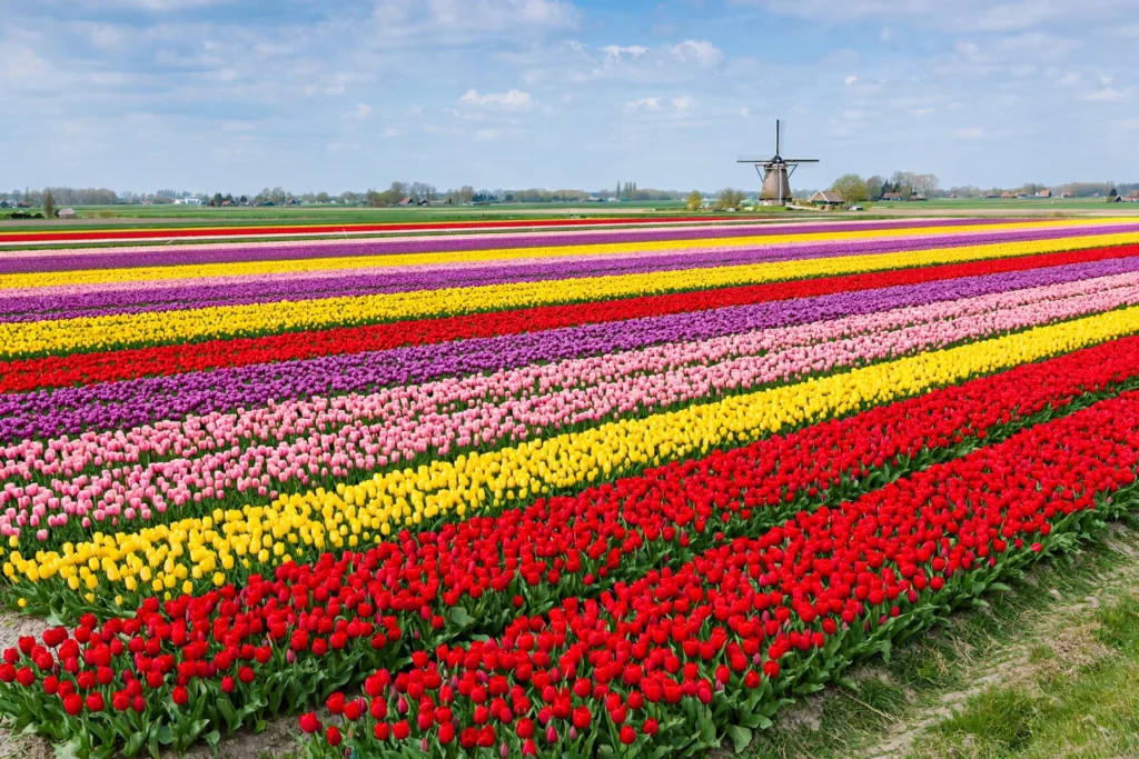 Tulip Festivals in the USA